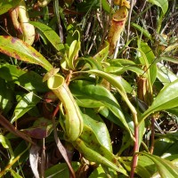 Nepenthes distillatoria L.